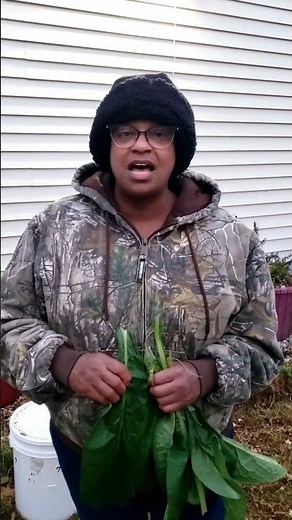 How to make comfrey tea for your garden