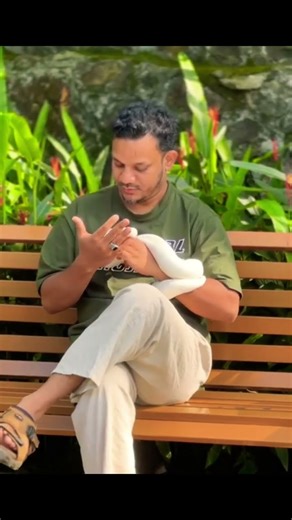 ivory python ll cold blooded ll really amazing morphe