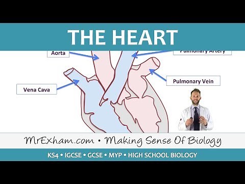 The Heart - GCSE Biology (9-1)