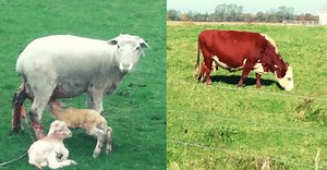 Sheep Or Cattle: Which One Is More Profitable? – Family Farm Livestock