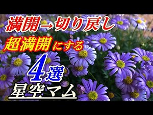 【花】星空マムの育て方・切り戻し