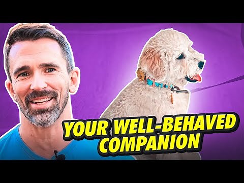 Training Your Dog to LISTEN: The Fundamentals of Basic Obedience