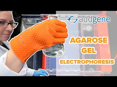 Agarose Gel Electrophoresis