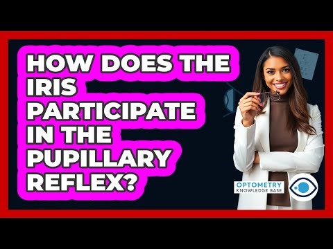 How Does The Iris Participate In The Pupillary Reflex?
