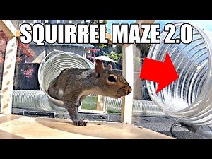 Backyard Squirrel Maze 2 0 The Walnut Heist