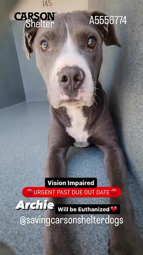4.7K views · 282 reactions | PAST DUE OUT DATE! will be Euthanized...