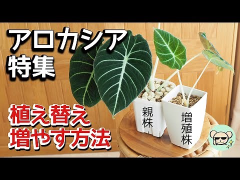 【アロカシア】育て方・植え替え・増やし方【ハイドロボールへ移行する方法】