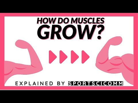 How muscles grow