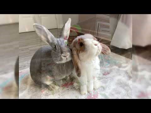 Mini Rex. Pros and Cons, Price, How to choose, Facts, Care, History
