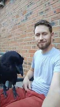 Raven Talks Back, Mimics Man's Words Perfectly