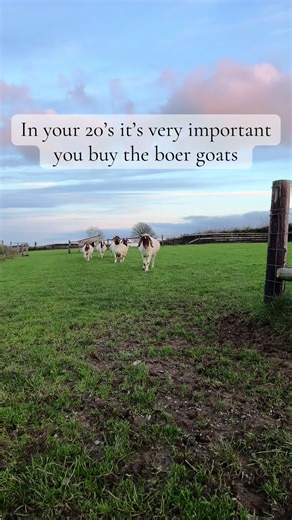 Investing in Boer Goats for Successful Farming