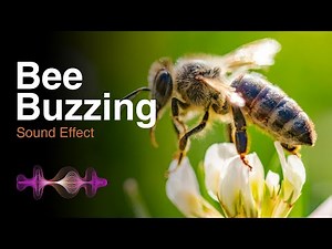 Bee Buzzing - Nature Sound Effects HD