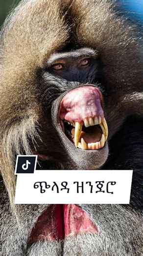 Discover the Magnificent Gelada Baboon in Ethiopia