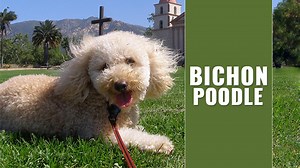 Bichon Poodle Mix - Complete Guide For Poochon Owners
