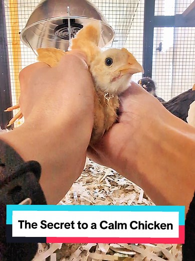 The Secret to Calm, Cuddly Chickens: Start Early!