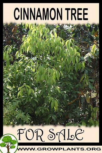 Cinnamon tree for sale - Grow plants
