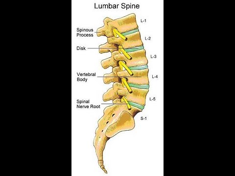 Two Minutes of Anatomy: Lumbar Spine