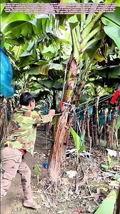 Reaching the Canopy: How Dual Spades Create an Improvised Ladder