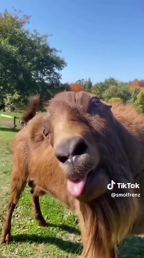 Funny Goat Videos Compilation on TikTok