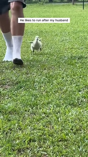 2K views · 36 reactions | A couple rescued a gosling that was trapped under a large rock and then | Forest Life | Facebook