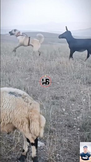 Power of Kangal 😱The Most Powerful Guard Dog in the World!