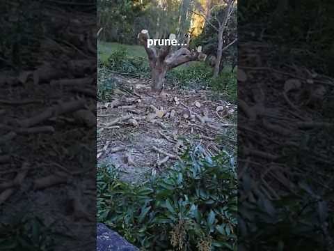 pruning a mango extreme