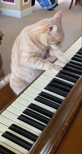 Cat Plays Piano! 🎹 #cats #piano