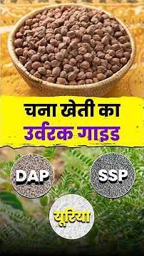 🌾 Correct use of fertilizers in chickpea cultivation | Know the correct amount of DAP SSP and ure...