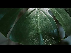 Best Beautiful Nature Video - Pexels - 4