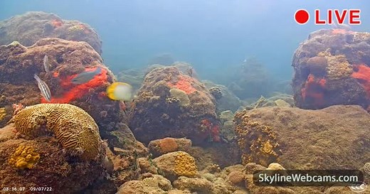 【LIVE】 Webcam Coral Reef Underwater - Miami | SkylineWebcams