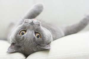 Abnormal Cat Behavior