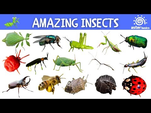 Amazing Insects from Around the World Fun Learning for Kids Aster Basics