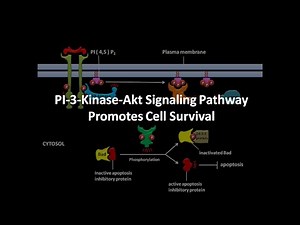 PI3 kinase Akt Signaling Pathway