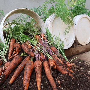 Let's see how to grow carrots in plastic containers to have more bulbs | Un Mundo De Historias