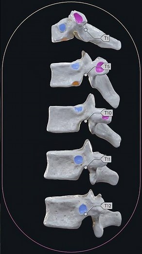 Comparision of typical and atypical thoracic vertebrae