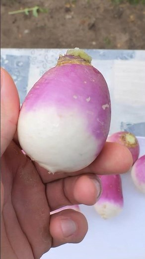 Growing Turnips from Seed to Harvest