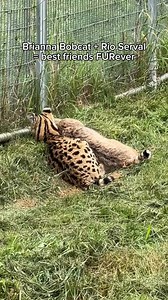 223K views · 12K reactions | A Bobcat and a Serval may be an unlikely duo but it’s pure love between Brianna and Rio. How often do you get to see a Bobcat and a Serval cozied up together?  #wildcats #servalcat #bigcatsanctuary #wildliferescue #Bobcats | Wildcat Sanctuary | Facebook