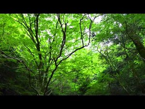 【自然音】野鳥のさえずり / 1 Hour Nature Sounds - Birds Singing
