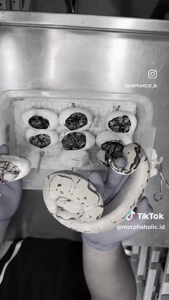 Ball Python Hatchling 🤙🏻😁🤙🏻🥳 #ballpython #ballpythonbreeder #indonesia #reptile #reptiles #animals #animallovers #reptilekeeper #reptilelover #animalkingdom #snake #python #pythons #ballpythons #ballpythonsoftiktok #indonesia #iloveindonesia #animalbreeder #reptilebreeder #fyp #fypシ #fypシ゚viral #fypage #fyppppppppppppppppppppppp #fypシ゚