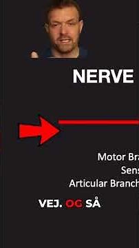 Motor vs. Sensory Nerves: Explained Simply with Reflexes!