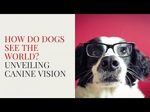 How Do Dogs See the World? Unveiling Canine Vision #dogfacts