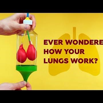 DIY model lungs