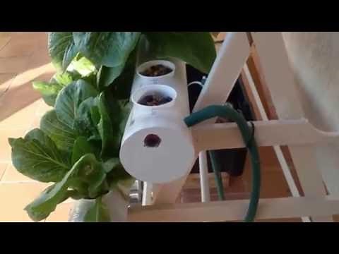 Hydroponics for beginners