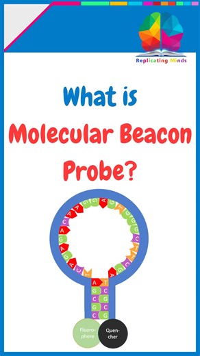 Molecular Beacon Probe #csir #biology #neet #lifesciences #science #pcr