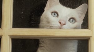 Cat, Pet, White Cat. Free Stock Video