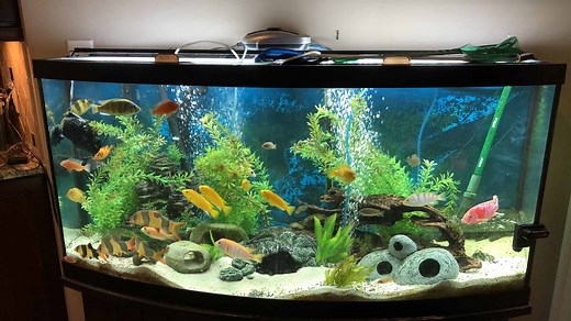 6 Ways To Safely and Quickly Lower and Raise PH Levels in Your Aquarium