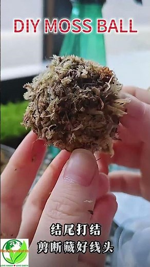 Easy DIY Moss Balls