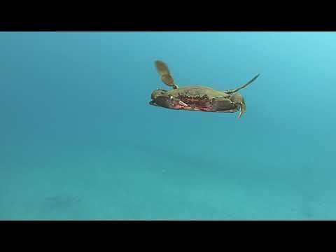 A swimming Swimming Crab