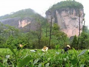 Making Wuyishan Oolong