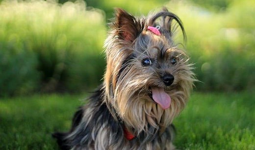 Yorkies in Heat: Signs, Cycles, Length & Symptoms | The Dog Tale